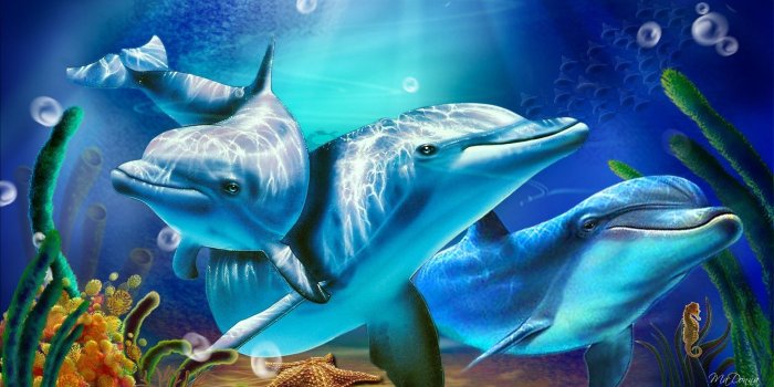 1920x1080 39 Dolphin Wallpapers - Wallpaperboat