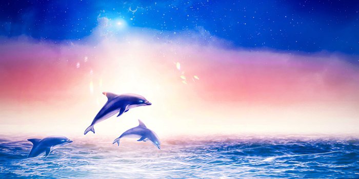 3000x1688 Desktop Dolphin Wallpaper | WhatsPaper