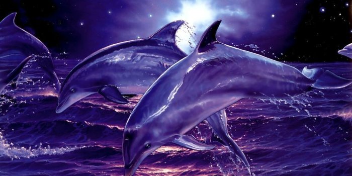 1024x768 3D Dolphin Wallpapers - Top Free 3D Dolphin Backgrounds - WallpaperAccess