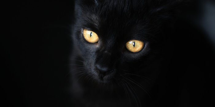 4000x6000 100,000+ Best Black Cat Photos · 100% Free Download · Pexels Stock Photos