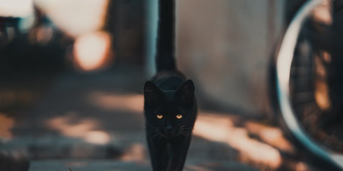 5819x4364 100,000+ Best Black Cat Photos · 100% Free Download · Pexels Stock Photos