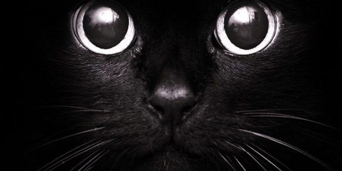 700x1309 Cool Black Cat Wallpapers - Top Free Cool Black Cat Backgrounds -  WallpaperAccess