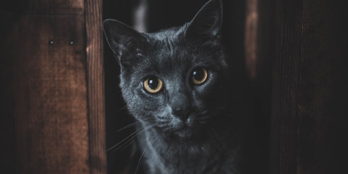1000x1498 999+ Dark Cat Pictures | Download Free Images on Unsplash