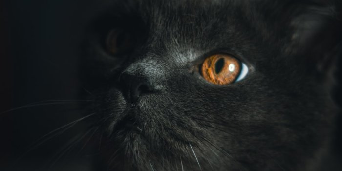 1000x1500 100+ Black Cat Pictures | Download Free Images on Unsplash