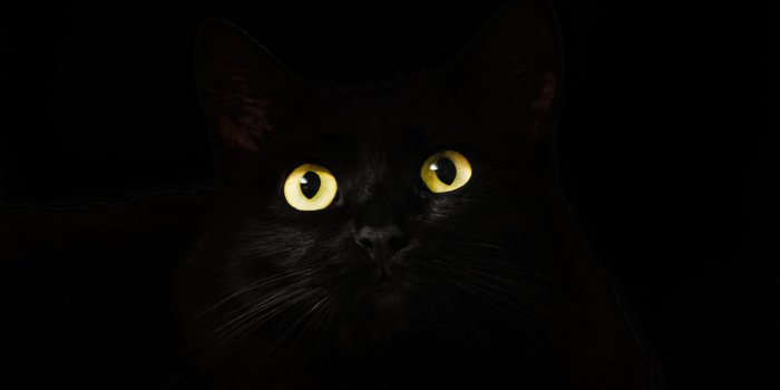 3840x2160 Black Cat Eyes Dark 4k hd-wallpapers, eyes wallpapers, cat wallpapers,  animals wallpapers, 4k-wallpapers | Empapelado de gato, Fotos de minino, Black  cat