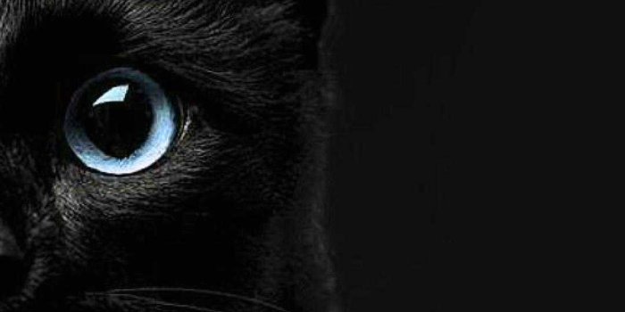 1080x1920 Black Cat Wallpaper - iXpap