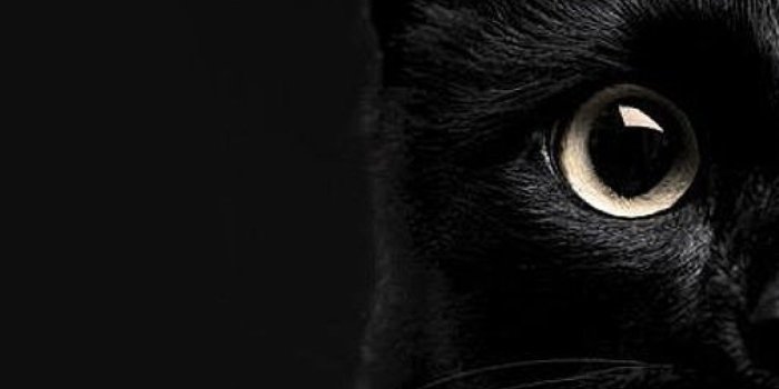 1080x1920 Black Cat iPhone Wallpapers - Top Free Black Cat iPhone Backgrounds -  WallpaperAccess