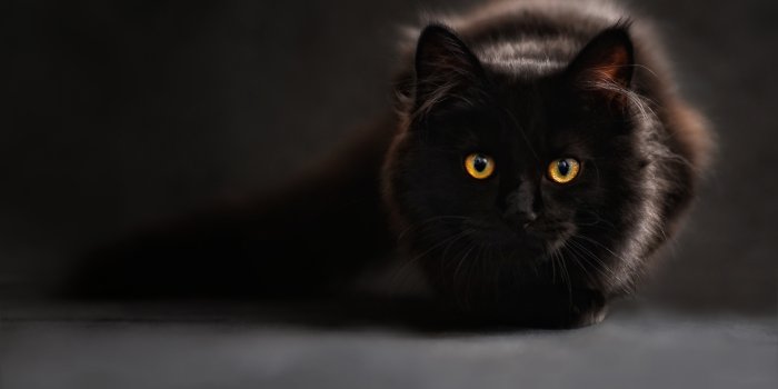 3235x2157 100,000+ Best Black Cat Photos · 100% Free Download · Pexels Stock Photos
