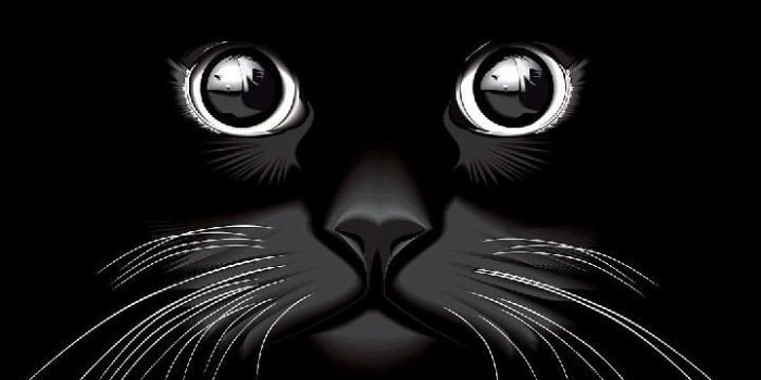 720x1280 Download Cat Eyes Wallpaper by DLJunkie - e5 - Free on ZEDGE™ now. Browse  millions of popular cat Wallpapers an… | Eyes wallpaper, Cat wallpaper,  Cute cat wallpaper