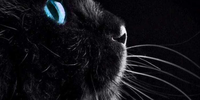 750x1334 Black Cat Wallpaper - iXpap