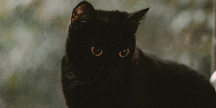 1125x2436 Best Black cat iPhone X HD Wallpapers - iLikeWallpaper