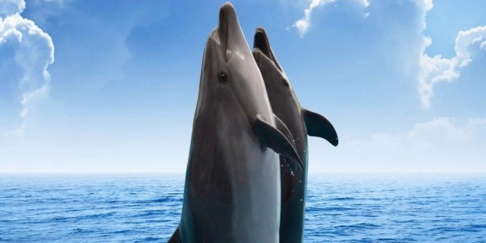 1080x1920 Dolphin Wallpapers - Top Best Dolphin Backgrounds Download [ 35 + HD ]