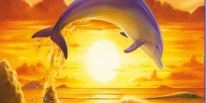 768x1280 Top 45 Dolphin Wallpapers [ 4k + HD ]