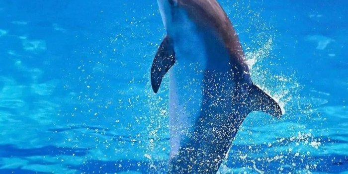 1080x1920 Dolphin Wallpapers - Top Best Quality Dolphin Backgrounds (HD,4k)