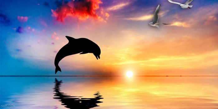 1920x1080 Free Dolphin Backgrounds - PixelsTalk.Net