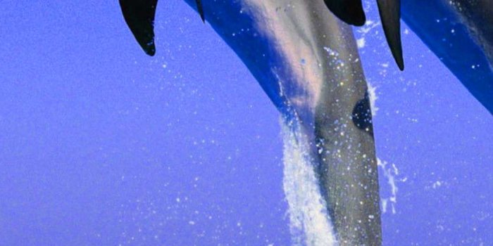 1080x1920 Dolphin Wallpaper | WhatsPaper