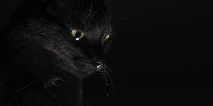 1920x1080 23 Black Cat Wallpapers - Wallpaperboat