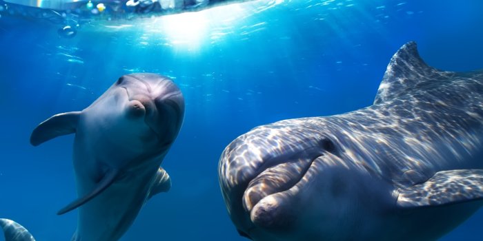 1920x1294 210+ Dolphin HD Wallpapers and Backgrounds