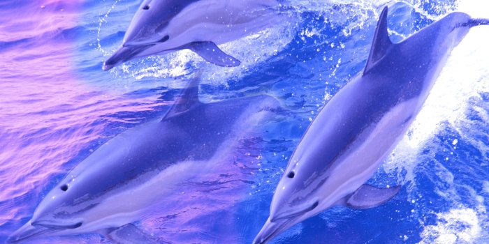 1600x1200 Dolphin Wallpapers - Animal Spot