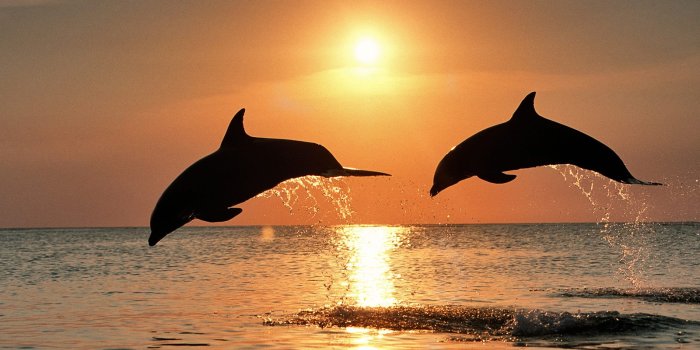 1600x1200 dolphin-wallpapers-hd​ | Gallery Yopriceville - High-Quality Free Images  and Transparent PNG Clipart