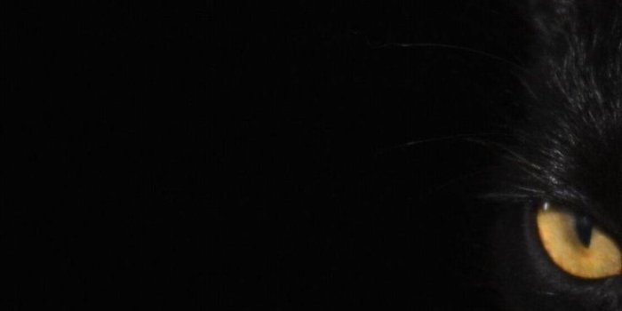 736x1308 Black Cat Wallpaper For iPhone - I Photograph Black Shelter Cats | Black cat  pictures, Black cat drawing, Black cat aesthetic