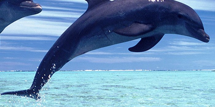 2400x3840 Dolphin iPhone Wallpapers - Top Free Dolphin iPhone Backgrounds -  WallpaperAccess