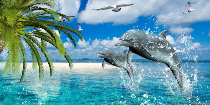 1920x1080 49+] Dolphin Wallpaper for Walls on WallpaperSafari