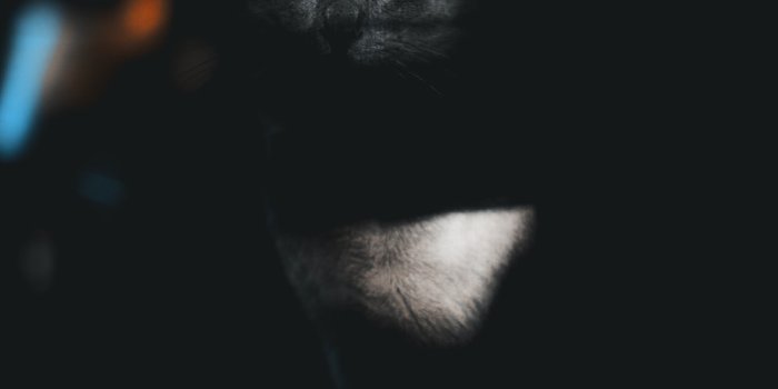 1000x1500 100+ Black Cat Pictures | Download Free Images on Unsplash