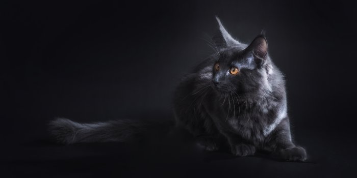 6016x4016 Black Cat Wallpaper by Lenka Novotná