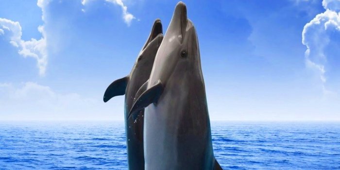 1080x1920 Dolphin For Iphone Wallpapers Wallpapers - Most Popular Dolphin For Iphone Wallpapers  Backgrounds - BrowseCat.Net