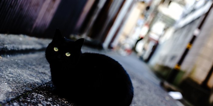 2048x1367 Black Cat, HD Animals, 4k Wallpapers, Images, Backgrounds, Photos and  Pictures