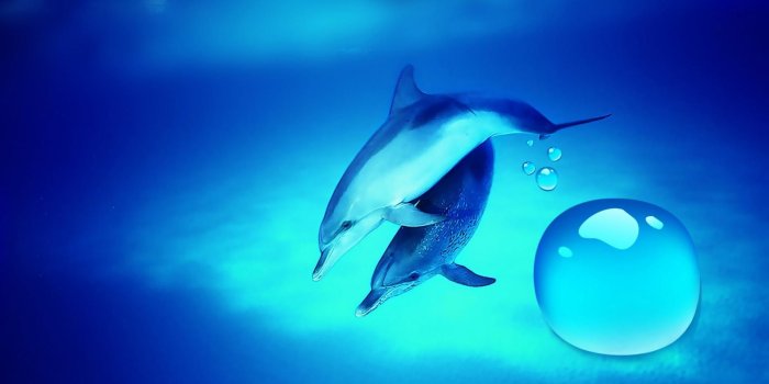 1920x1080 17 Dolphin Wallpapers - Wallpaperboat