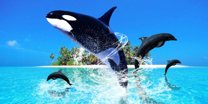 1920x1106 Free Dolphin Backgrounds - PixelsTalk.Net