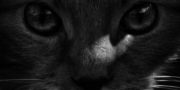 1080x1920 Black Cat Wallpapers for Mobile and Desktop [Free]