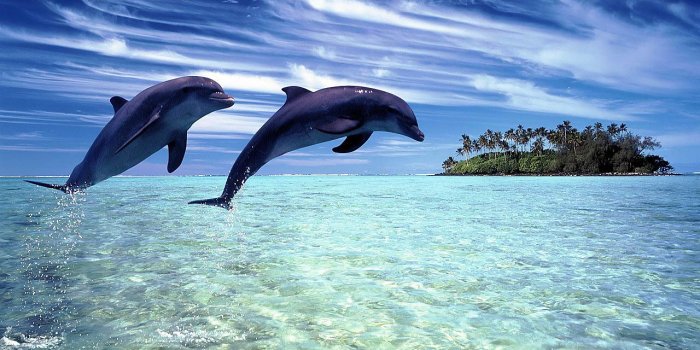 1280x1024 Free Dolphin Wallpaper download - Animals Town