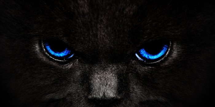 1920x1080 AZ Furs - Echo - HD-Black-Cat-Wallpapers -smart-phone-background-photos-download-free-images-widescreen-desktop-backgrounds-high-quality-artworks-dual-monitors-1920x1080.jpg