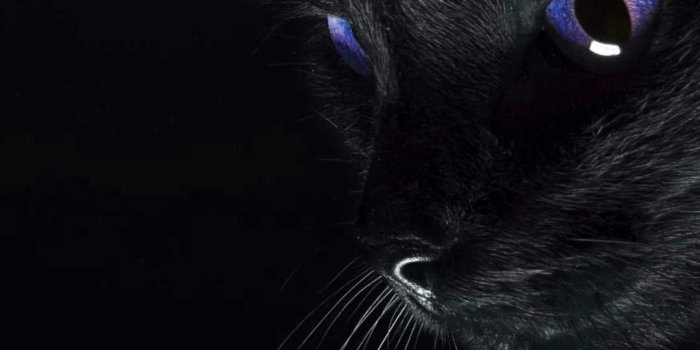 1080x1920 Black Cat Wallpaper - iXpap