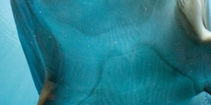 1440x2960 1440x2960 Dolphin Hd Samsung Galaxy Note 9,8, S9,S8,S8+ QHD HD 4k Wallpapers,  Images, Backgrounds, Photos and Pictures