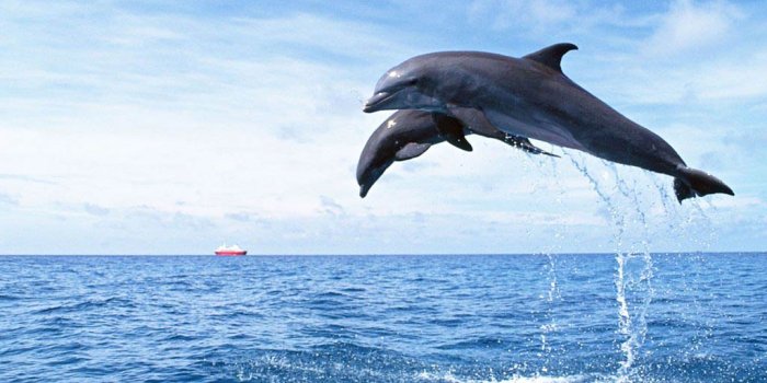 1024x819 Free Dolphin Wallpaper - Animals Town