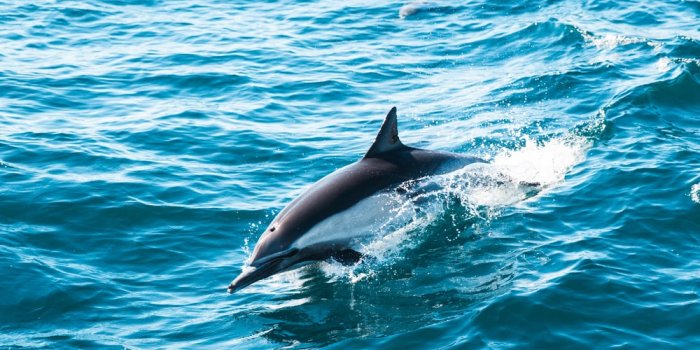 1000x1500 500+ Playful Dolphin Pictures [HD] | Download Free Images on Unsplash
