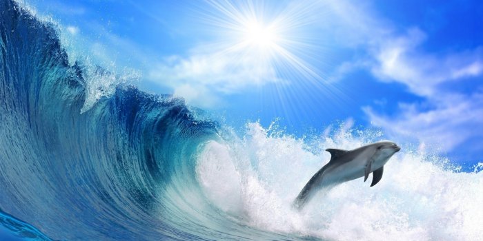 1920x1200 Dolphin Wallpapers HD - PixelsTalk.Net