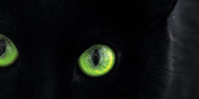 1440x2560 Black Cat Wallpapers A6Z7H Free HD Wallpapers Desktop Background