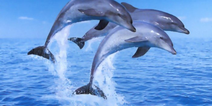 1024x768 70+] Wallpaper Of Dolphins on WallpaperSafari