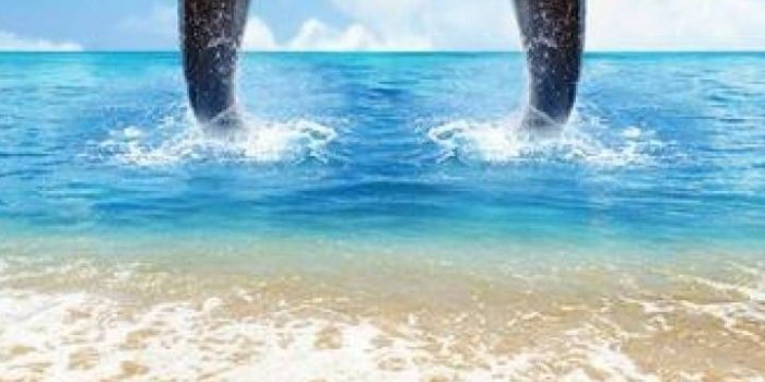 720x1280 230 Dolphins ideas | dolphins, sea animals, sea creatures