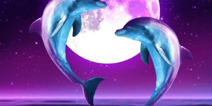 1080x1920 HD Dolphin Wallpaper | WhatsPaper