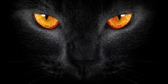 1244x700 Black Cat wallpaper | 1920x1080 | 185005 | WallpaperUP