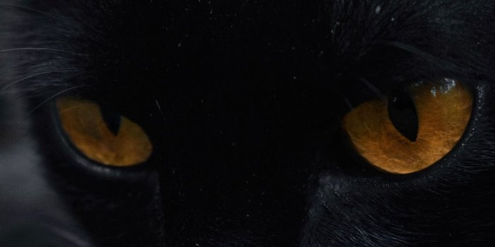 1242x2688 black cat iPhone 11 Wallpapers Free Download