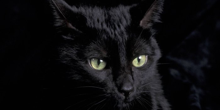 1920x1080 Free download Black Cat Cats Wallpaper [1920x1080] for your Desktop, Mobile  & Tablet | Explore 73+ Black Cat Wallpapers | Black Kitten Wallpaper,  Kitten Wallpaper for Desktop, Cat Wallpapers for Desktop