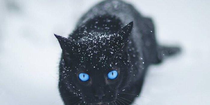 720x1280 Black Cat IPhone Wallpaper - IPhone Wallpapers : iPhone Wallpapers