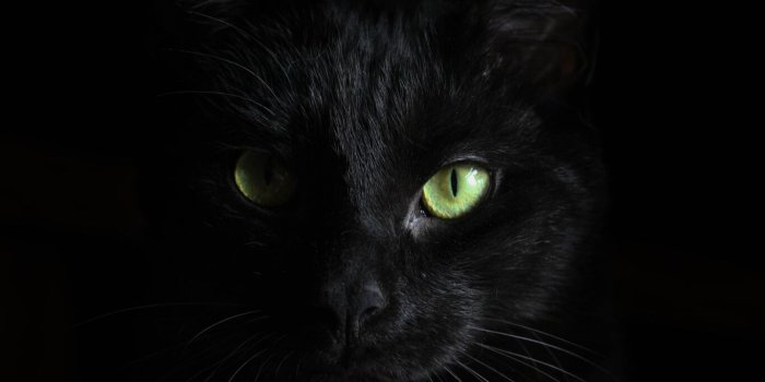 1366x768 1366x768 Black Cat Green Eyes 1366x768 Resolution HD 4k Wallpapers, Images,  Backgrounds, Photos and Pictures